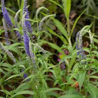 Salvia nemorosa Ostfriesland