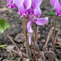 Cyclamen roze