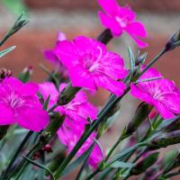 Dianthus 'Lavastrom'