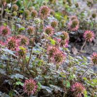 Acaena microphylla