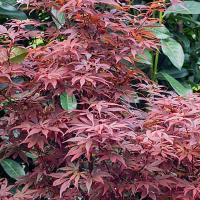 Acer palmatum