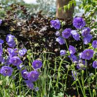 Campanula persiflora 'Azure Beauty' overzicht