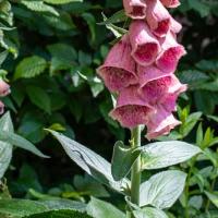 Digitalis