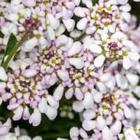 Iberis sempervirens