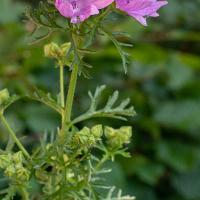 Malva moschata