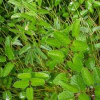 Sanguisorba klein