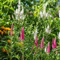 Veronica longifolia first love