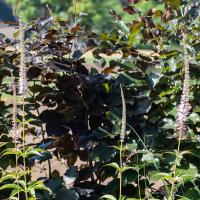 Veronicastrum virginicum little loreen