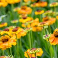 Helenium 'Mardi Gras'