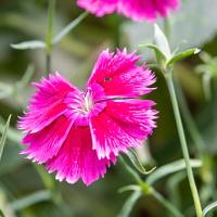 Helianthemum Ben Hope