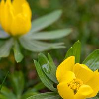 Winterakoniet in de tuin