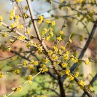 Cornus mas