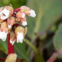 Bergenia Bressingham White