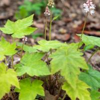 tiarella wherryi begint te bloeien