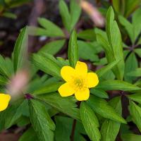 anemone ranunculoides