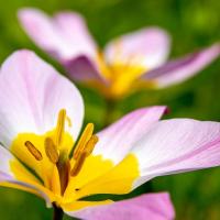 botanische tulp openstaand