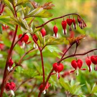 dicentra in bloei