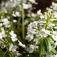 pachyphragma in bloei