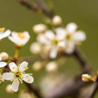 sleedoorn bloem detail