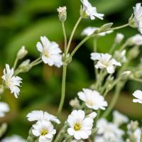 cerastium tomentosum