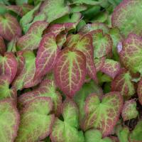 epimedium blad