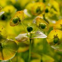 euphorbia met tegenlicht