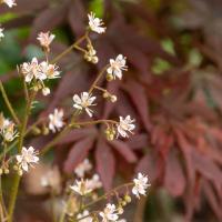 saxifraga in de border