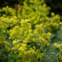 alchemilla