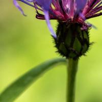 centaurea montana met lichte achtergrond