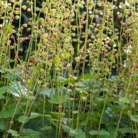 tellima grandiflora