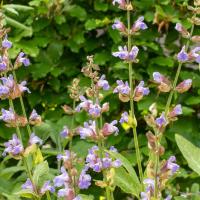 salvia officinalis in bloei