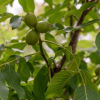 walnoten in de boom