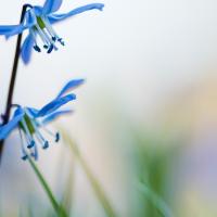 scilla siberica
