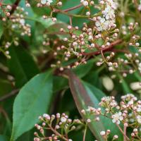 photinia heg