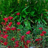 coreopsis in een pot met anjers