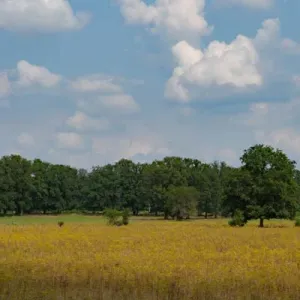 Elsenerveld- en veen
