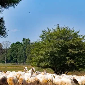 schaapskudde 1