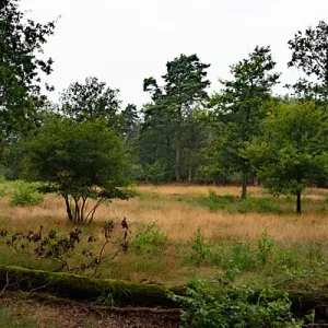 Borkeld, zicht op de heide 2