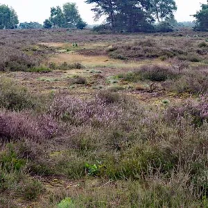 Borkeld hei
