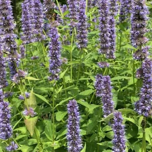 Agastache in de tuin