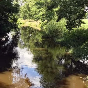 Dinkel bij Beuningen