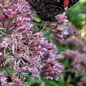 eupatorium met vlinder