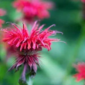 Monarda rood