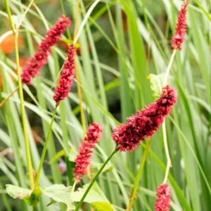 Persicaria in de tuin