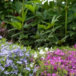 Phlox in de tuin