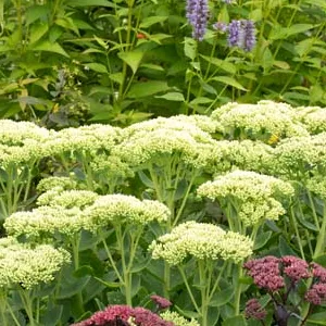 Sedumsoorten in de tuin tegen de dropplant