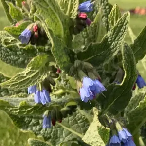 Symphytum azureum in de tuin