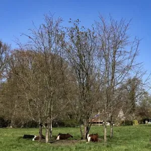 De koeien in Twekkelo