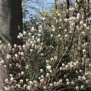 Krentenboompje in bloei