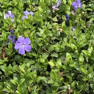 Vinca minor in de tuin